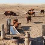 Как в условиях засухи в Калмыкии существует низовая водная инфраструктура в практиках её жителей