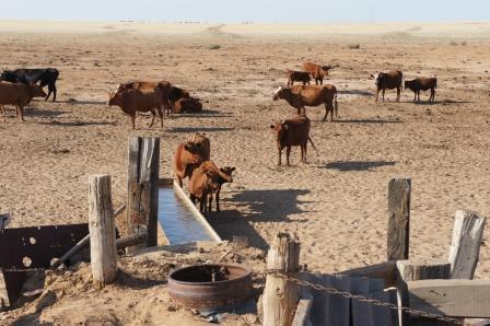 Как в условиях засухи в Калмыкии существует низовая водная инфраструктура в практиках её жителей
