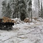 Промысел на дровах