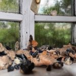 Уральские самоцветы: этнография старательского промысла